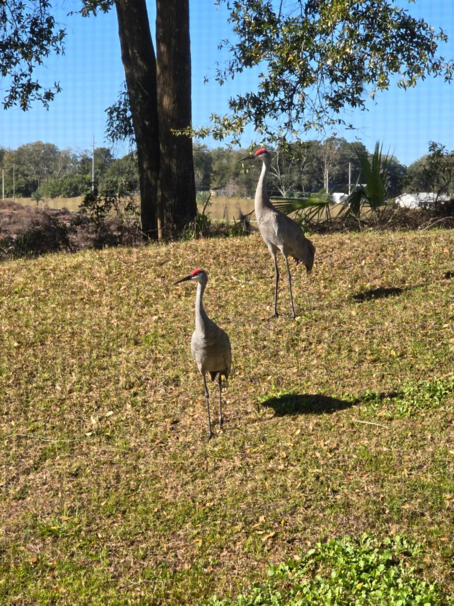 Home Away From Home Mount Dora Bagian luar foto